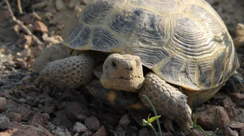 The tortoise Stock Footage 37314010