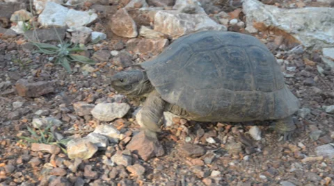 Tortoise 스톡 동영상 38021979