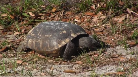 Tortoise 스톡 동영상 88591977