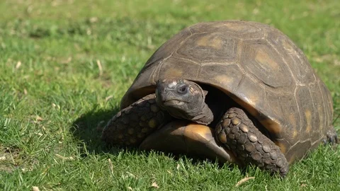 Tortoise Stock Footage 99499334