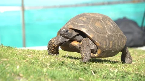 Tortoise Vídeos de archivo 99499444