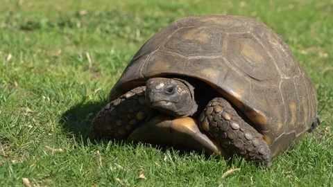 Tortoise Stock Footage 99508113