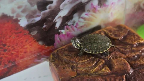 Tortoise Stock Footage 138562859