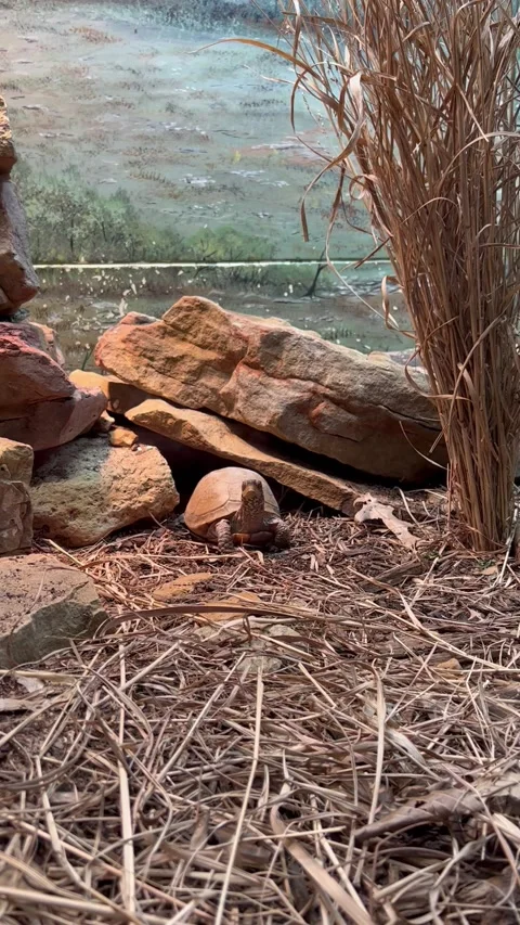 Tortoise Stock Footage 169127890