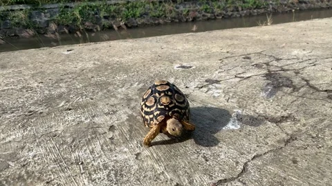 Tortoise Stock Footage 195511263