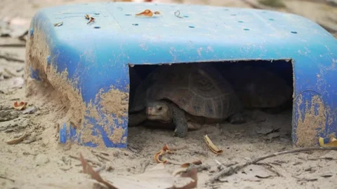 Tortoise Stock Footage 209530472