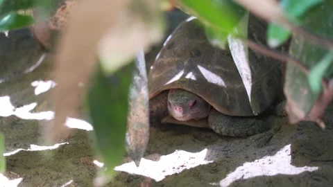 Tortoise Stock Footage 209530763