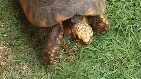 Tortoise Stock Footage 230055957