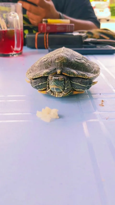 A tortoise Vídeos de archivo 264764172