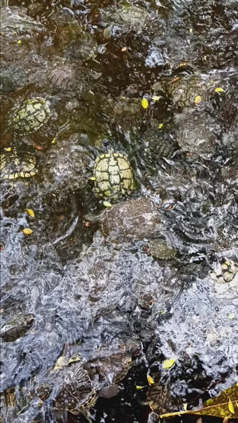 Tortoise Stock Footage 278160054