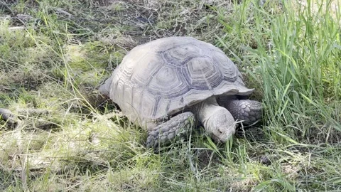 Tortoise Video stock 309305428