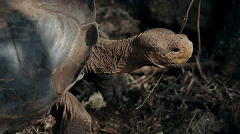 Tortoise on the Galapagos Islands 6 Stock-Footage 28463834