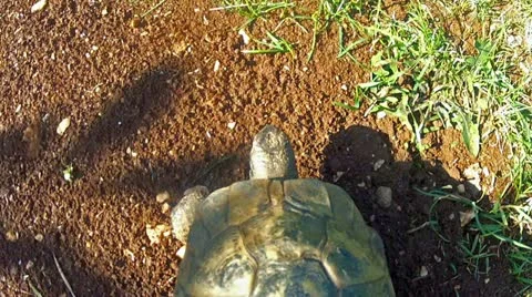 Tortoise goes from soil to grass, from above Stock Footage 22009140