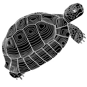 Tortoise graphic vector illustration isolated on white.	 Stock Illustration