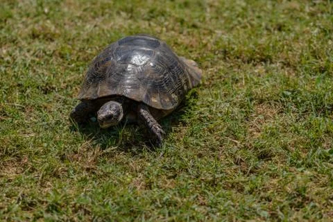 Tortoise on the grass close up Stock Photos