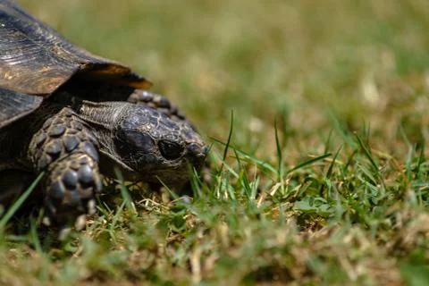 Tortoise on the grass close up Foto stock