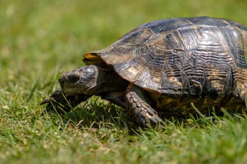 Tortoise on the grass close up Foto stock