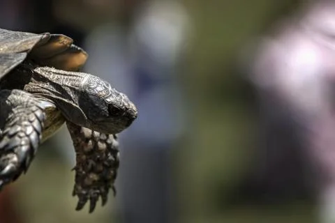 Tortoise on the grass close up Stock Photos