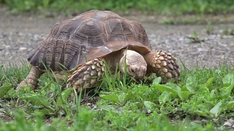 Tortoise on the grass hungry Stock Footage 81789067