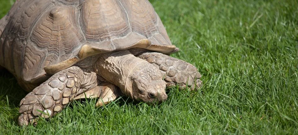 Tortoise on grass Foto stock