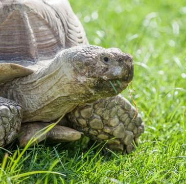 Tortoise on grass Stock Photos