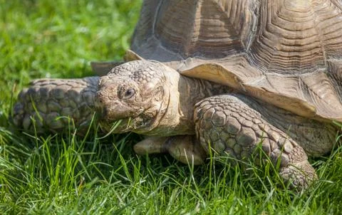 Tortoise on grass Stock Photos