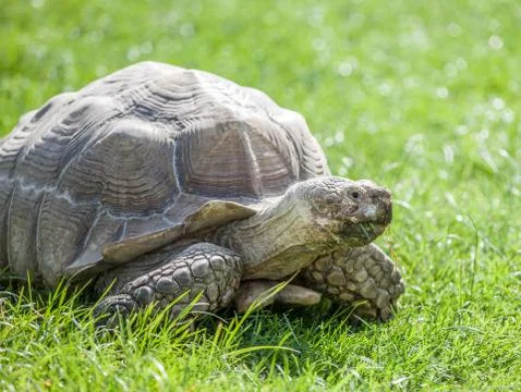 Tortoise on grass Stock Photos