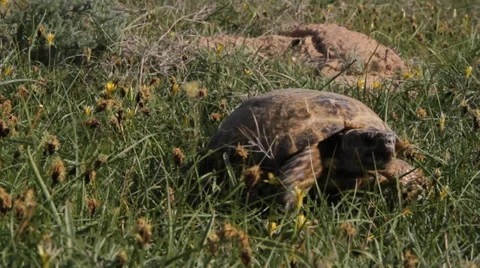 Tortoise grazes Stock Footage 37313415