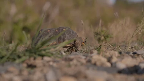 Tortoise grazing on grass with rocks in foreground Stock Footage 105732196
