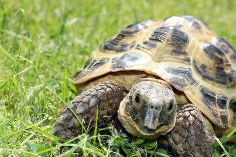 A Tortoise on green grass Stock Photos