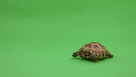 Tortoise on Green Screen Chroma Key Pt3 of 13 Stock Footage 241618055