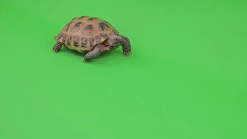 Tortoise on Green Screen Chroma Key Pt7 of 13 Stock Footage 241623269