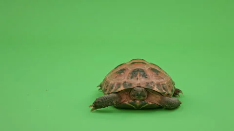 Tortoise on Green Screen Chroma Key Pt9 of 13 Stock Footage 241624881