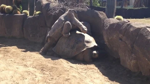 Tortoise Having Sex 1 Stock Footage 75835989