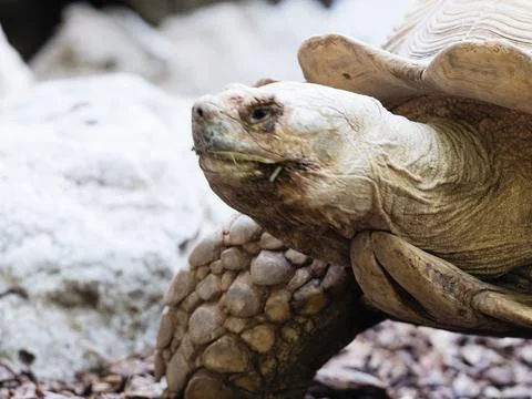 Tortoise head close up with textured shell Stock Photos