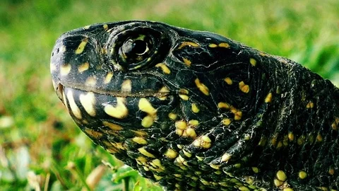 Tortoise head, closeup dolly shot Stock Footage 72761646