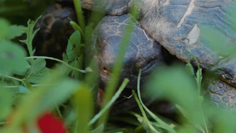 Tortoise head hiding in the shell while eating green grass, close up profile Video stock 129516372
