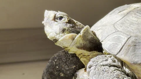 Tortoise head looking up close up panning Vídeos de archivo 333662051