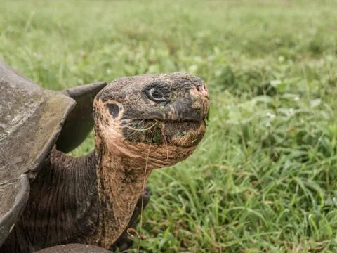 Tortoise Head Stock Photos