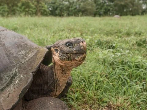Tortoise Head Stock Photos