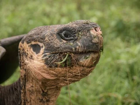 Tortoise Head Stock Photos