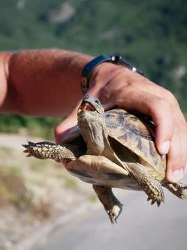 Tortoise Held in Human Hands Outdoors Stock Photos
