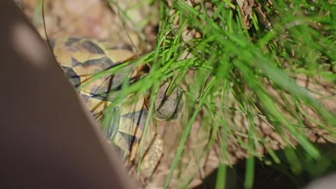 Tortoise Hiding in Grass 4k Stock Footage 279997982