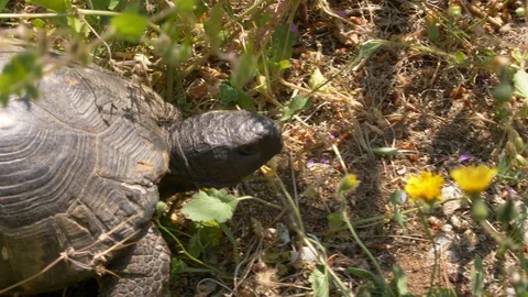 Tortoise hiding in a grass field, overhead close up shot Video stock 129528708