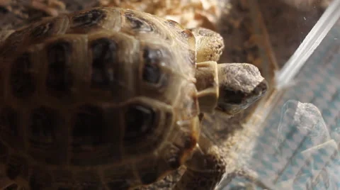 Tortoise at home Stock Footage 59315137