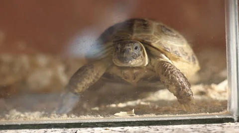 Tortoise at home Stock Footage 59315211