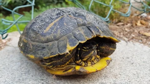 Tortoise in its shell Stock Footage 202214523