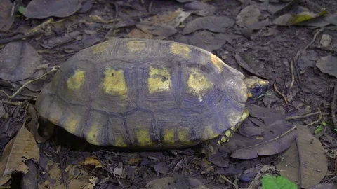 Tortoise in Jungle Stock Footage 94225009