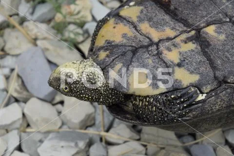 The tortoise lies upside down on the back. Ordinary river tortoise of tempera Stock Photos