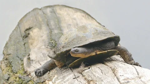 Tortoise on log with water in background Video stock 127888590
